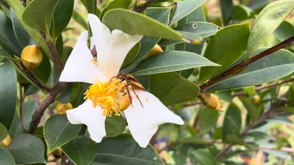 油茶是茶籽樹(shù)，屬于茶科植物，因?yàn)槠浞N子能夠榨取茶油食用得名